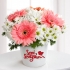 Papatya Gerbera